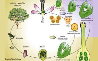 El funcionamiento energetico de los ciclos