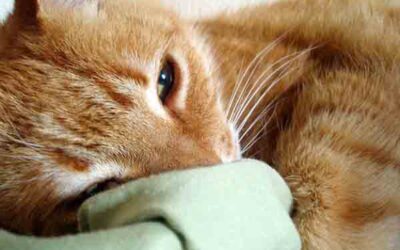LOS GATOS TERAPÉUTICOS Y COMO PUEDEN AYUDARTE