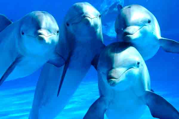 ¿Son los delfines humanos?