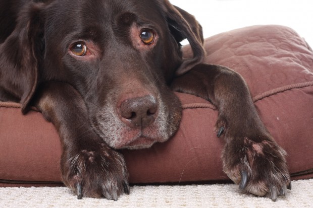 Diez formas de cargar de energía a tu perro enfermo