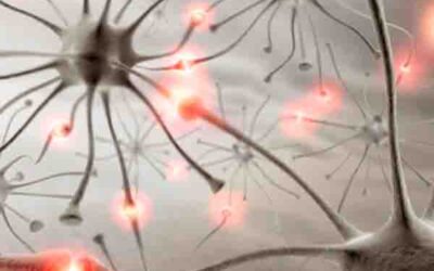 Podemos funcionar sin cerebro