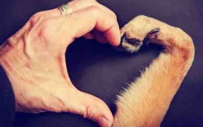 Lecciones que aprendí de mi mascota