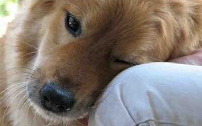 Los perros sienten el dolor de las personas