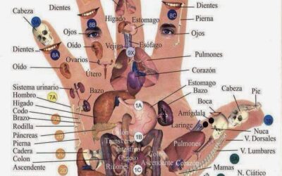 REFLEJO DEL CUERPO EN MANOS Y OREJAS