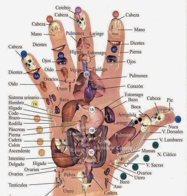 REFLEJO DEL CUERPO EN MANOS Y OREJAS