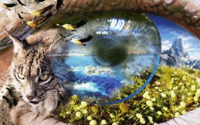 Observando la naturaleza desde la quietud