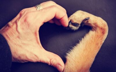 7 cosas que mi perro me enseño