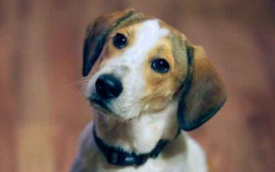 ¿Son los perros inteligentes?