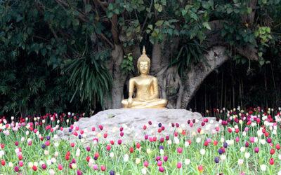 La práctica de Metta-Bhavana