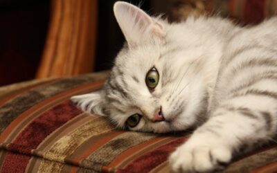 El Gato y la Espiritualidad