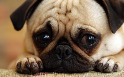 ¿Qué piensan los perros de nosotros?
