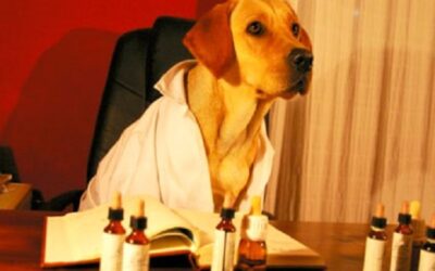 Tratar los animales con Flores de Bach