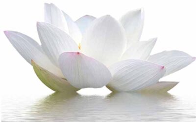 SIGNIFICADO DE LA FLOR DE LOTO