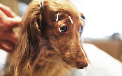 La acupuntura veterinaria