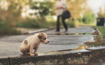 ¿Qué hacer frente al abandono?