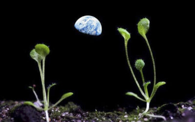 LAS PLANTAS TIENEN NEURONAS, SON SERES INTELIGENTES