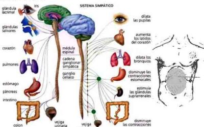 RELACION ENTRE LOS PIES Y EL PLEXO SOLAR