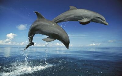 LOS DELFINES ARMONIZAN NUESTROS HEMISFERIOS CEREBRALES