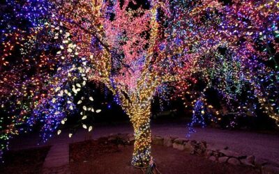 EL ÁRBOL CÓSMICO (NUESTROS AMIGOS LOS ÁRBOLES)