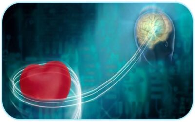 El cerebro del corazón
