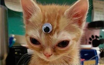 STEVE: EL GATO VIDENTE