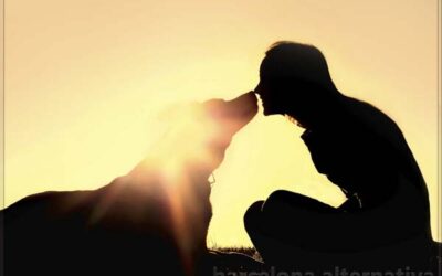 FUNCIÓN ENERGÉTICA DE LOS PERROS