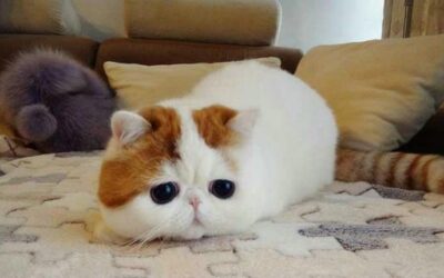 LOS MUNCHKIS, LOS GATITOS QUE NUNCA CRECEN